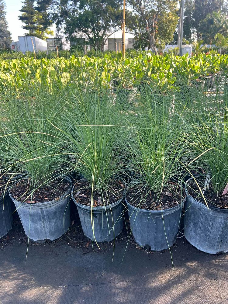 muhlenbergia-muhly-grass