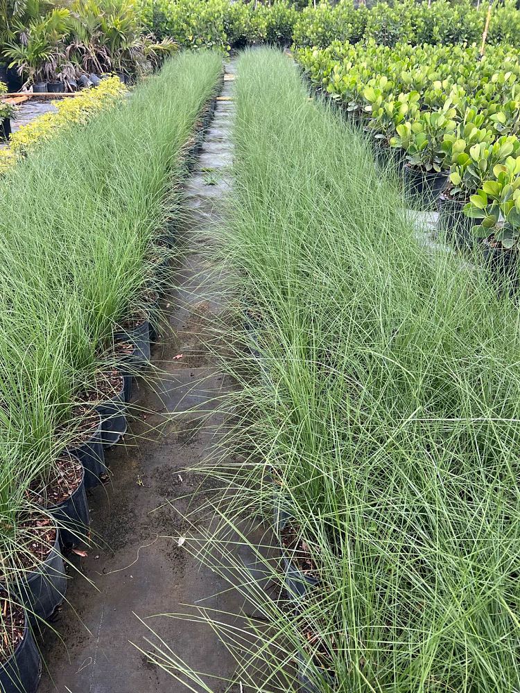 muhlenbergia-muhly-grass