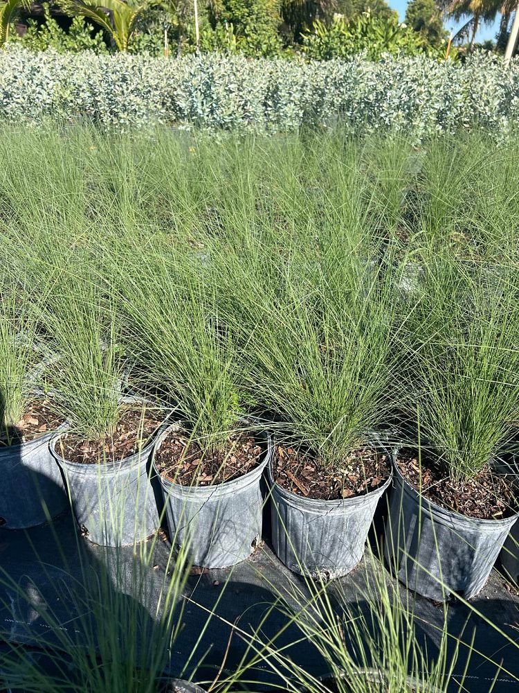 muhlenbergia-muhly-grass