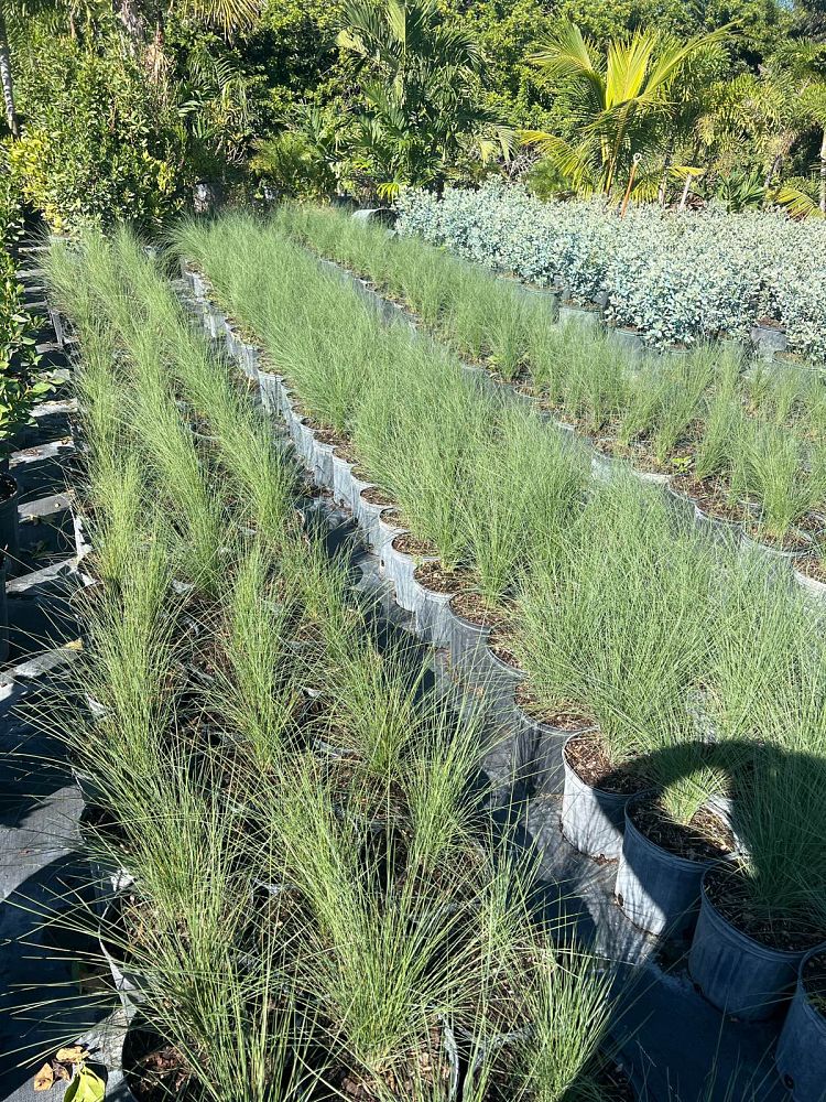 muhlenbergia-muhly-grass