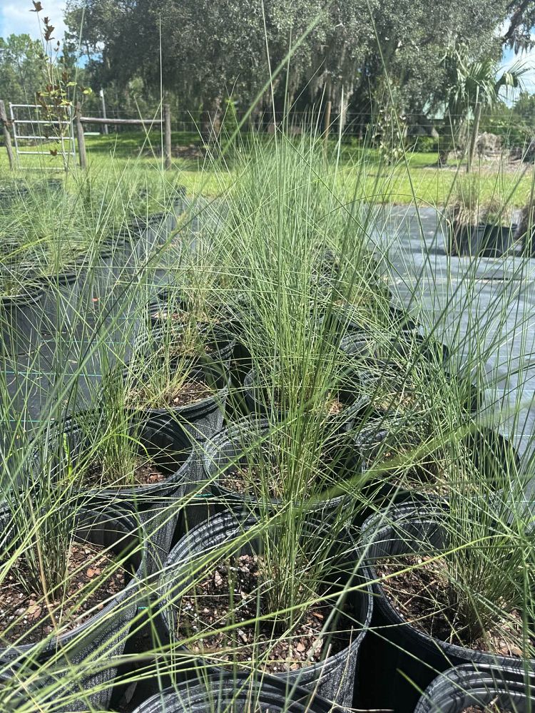 muhlenbergia-muhly-grass
