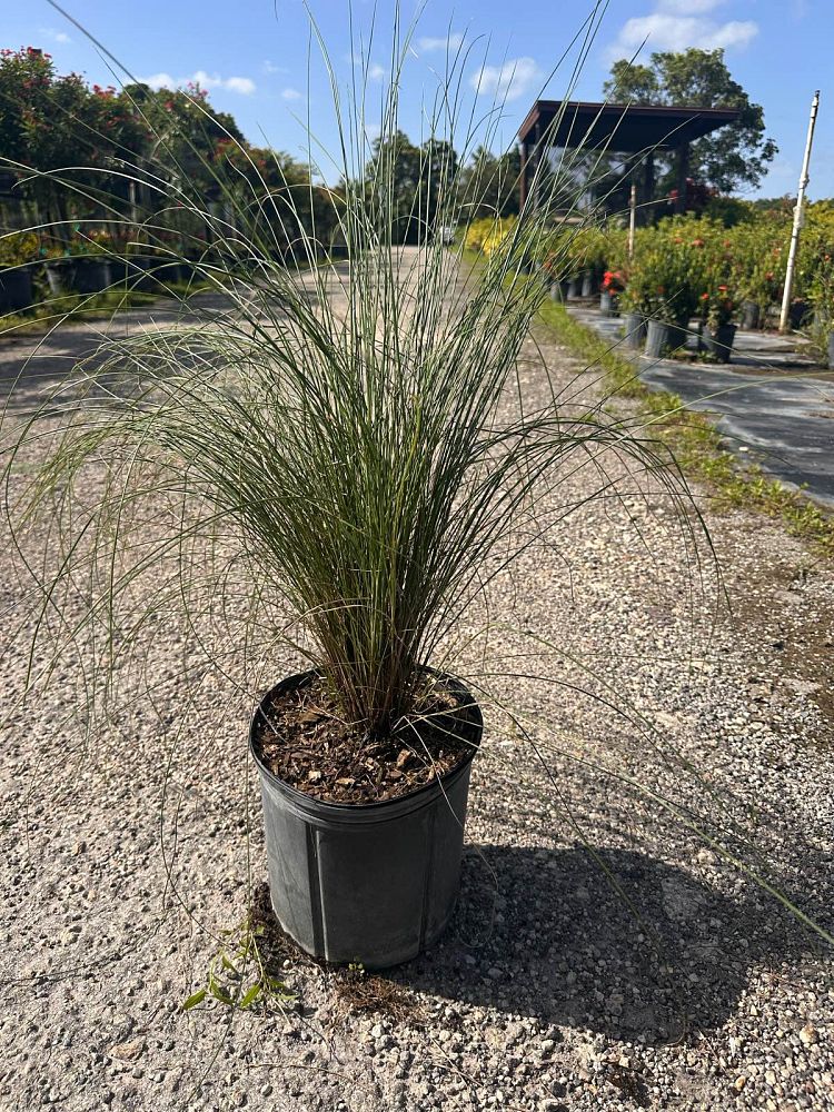 muhlenbergia-muhly-grass