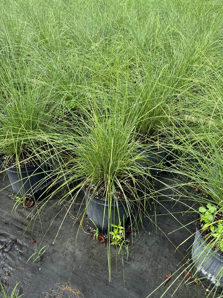 muhlenbergia-muhly-grass