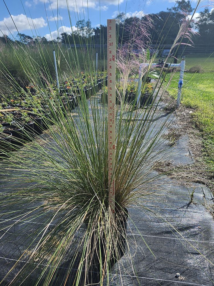 muhlenbergia-muhly-grass