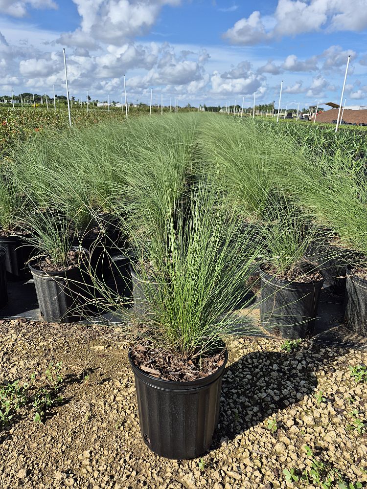 muhlenbergia-muhly-grass