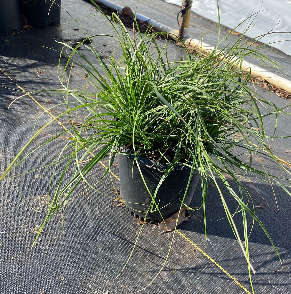 muhlenbergia-reverchonii-undaunted-ruby-seep-muhly