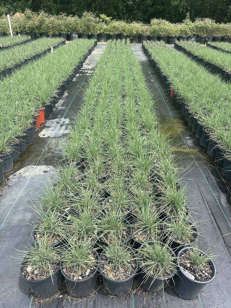 muhlenbergia-reverchonii-undaunted-ruby-seep-muhly