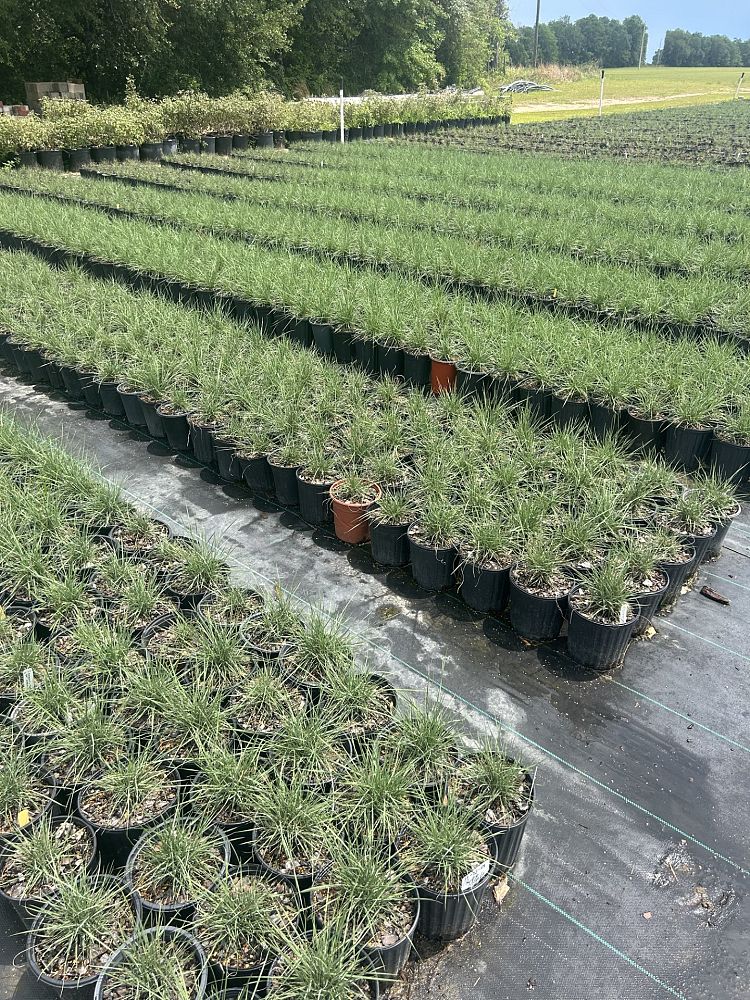 muhlenbergia-reverchonii-undaunted-ruby-seep-muhly