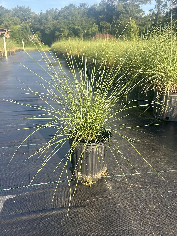 muhlenbergia-reverchonii-undaunted-ruby-seep-muhly