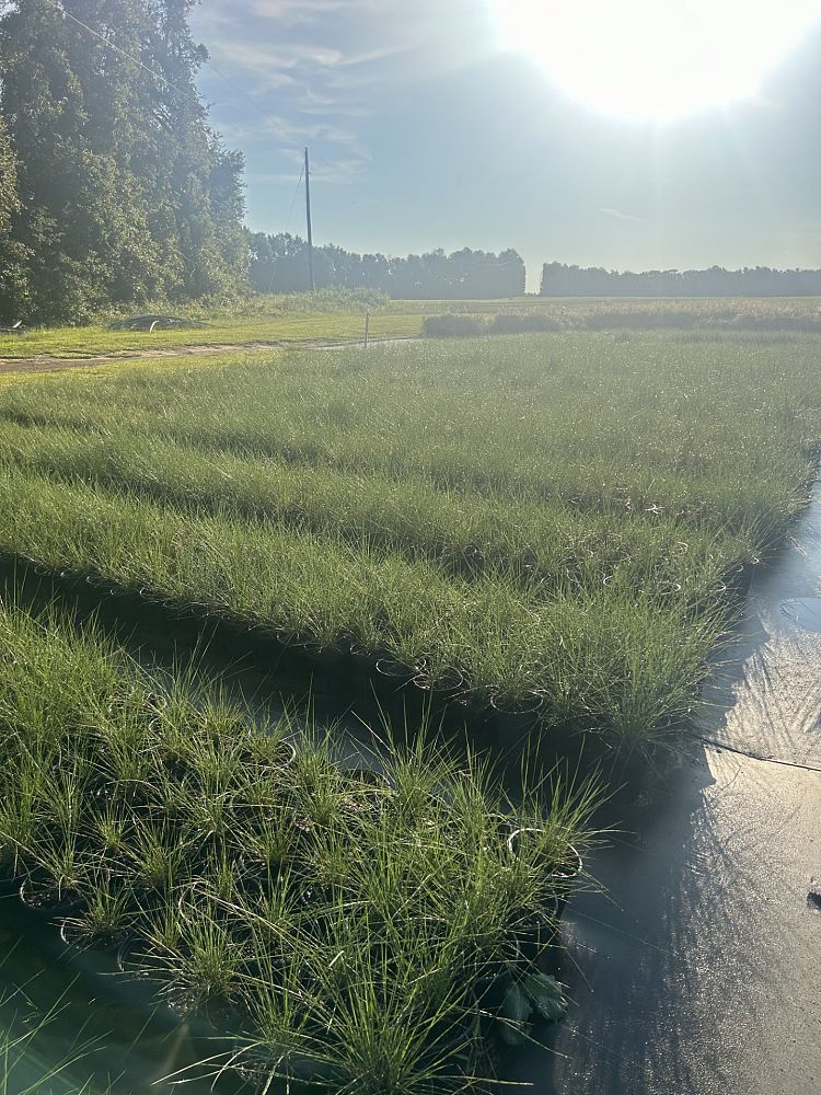 muhlenbergia-reverchonii-undaunted-ruby-seep-muhly