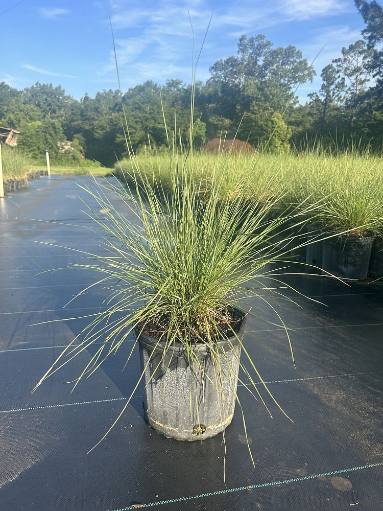 muhlenbergia-reverchonii-undaunted-ruby-seep-muhly