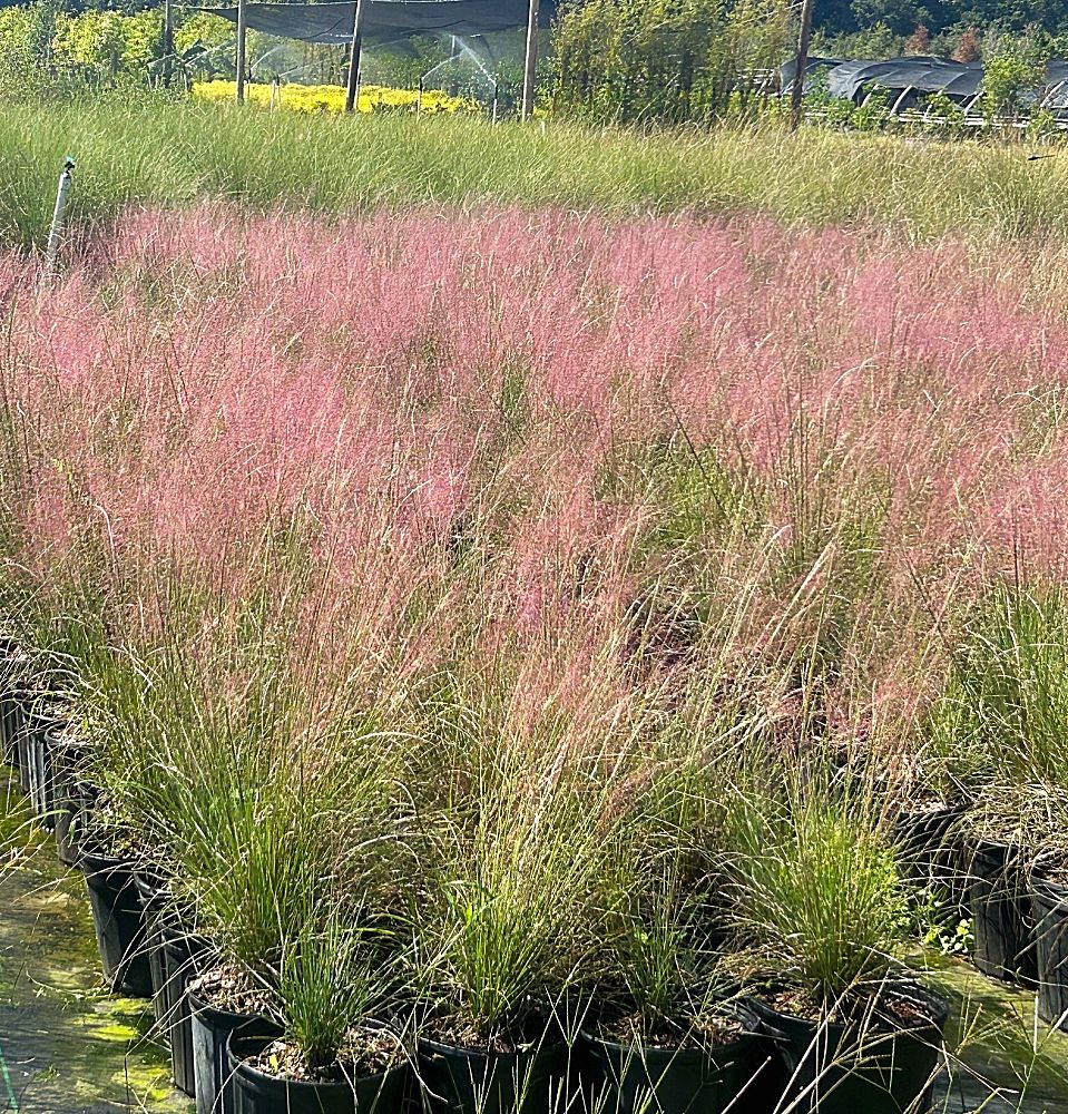 muhlenbergia-reverchonii-undaunted-ruby-seep-muhly