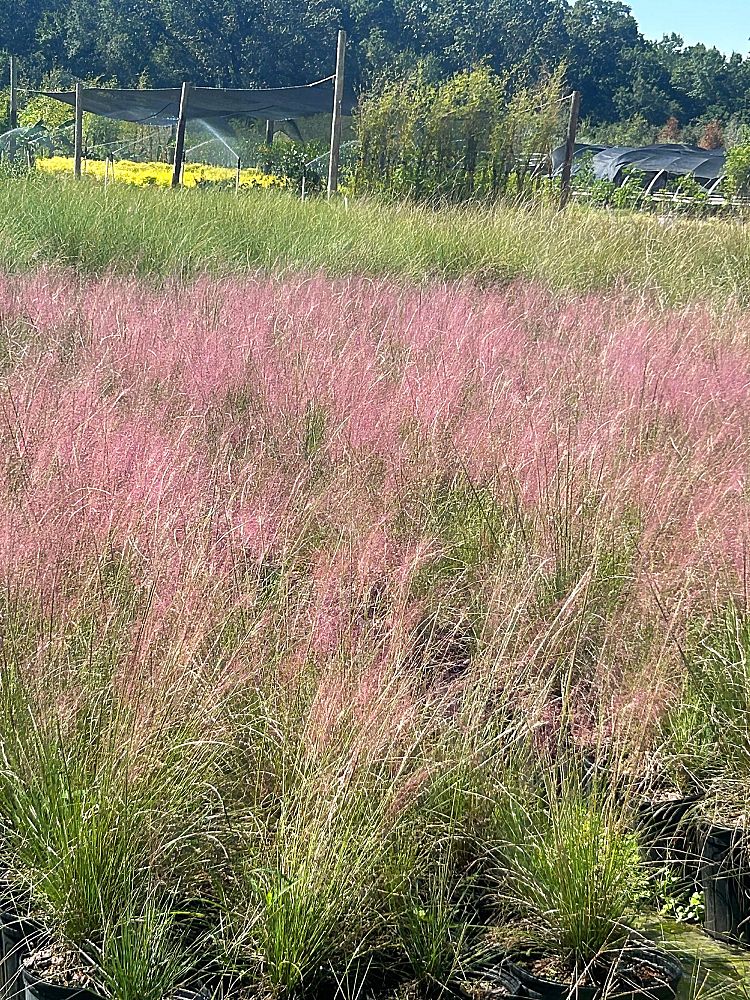 muhlenbergia-reverchonii-undaunted-ruby-seep-muhly