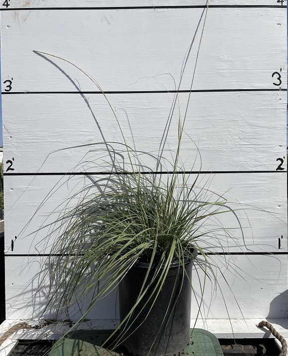 muhlenbergia-rigens-deer-grass