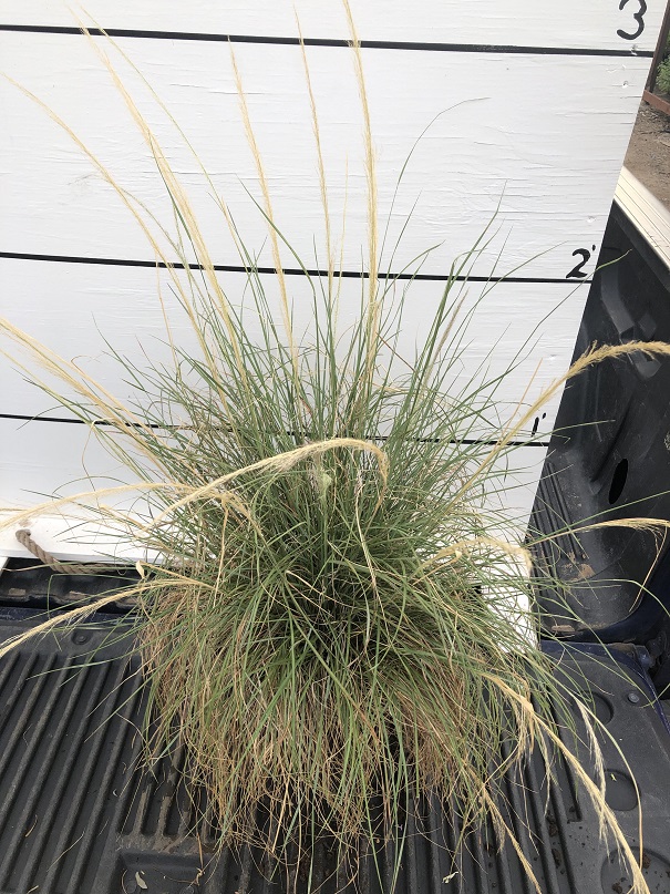 muhlenbergia-rigida-nashville-deer-grass