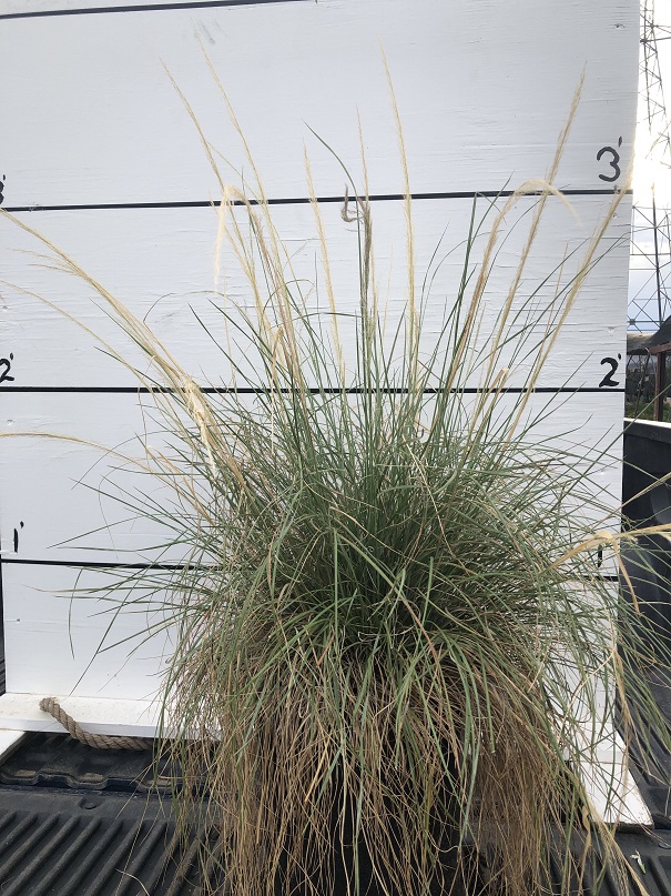 muhlenbergia-rigida-nashville-deer-grass