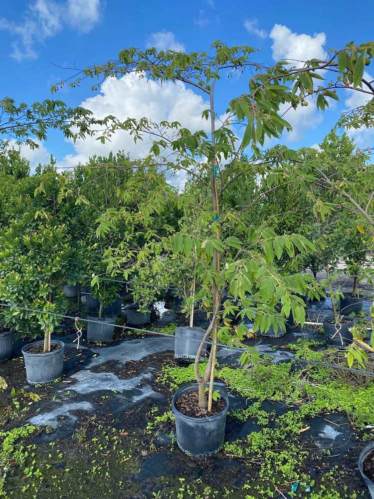 muntingia-calabura-strawberry-tree