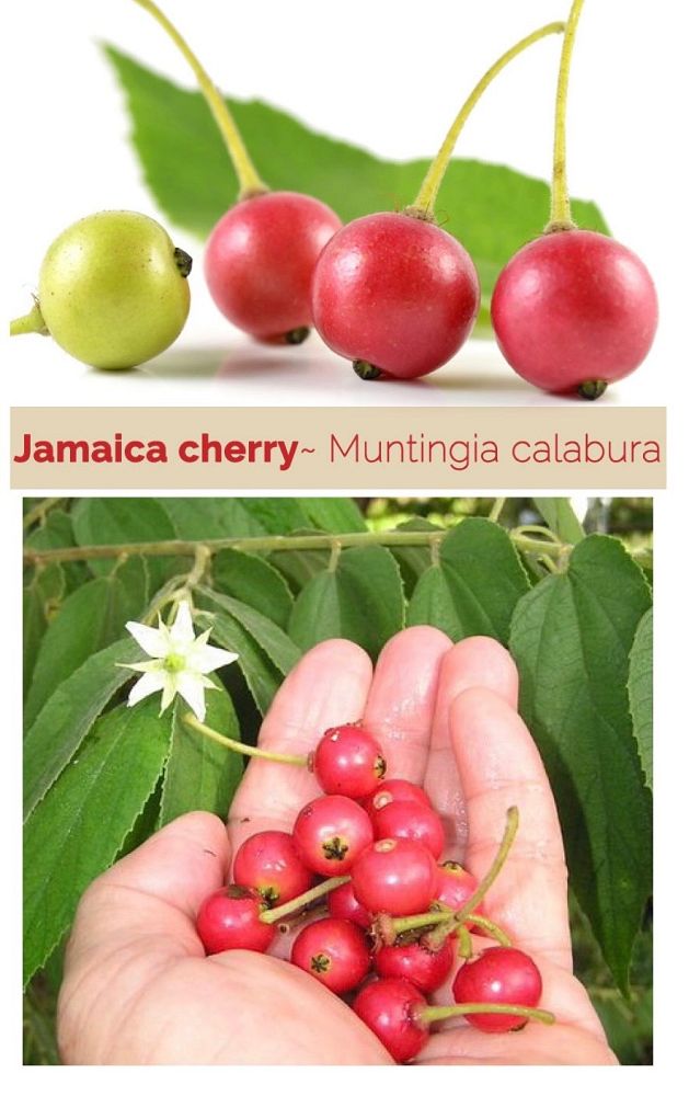 muntingia-calabura-strawberry-tree