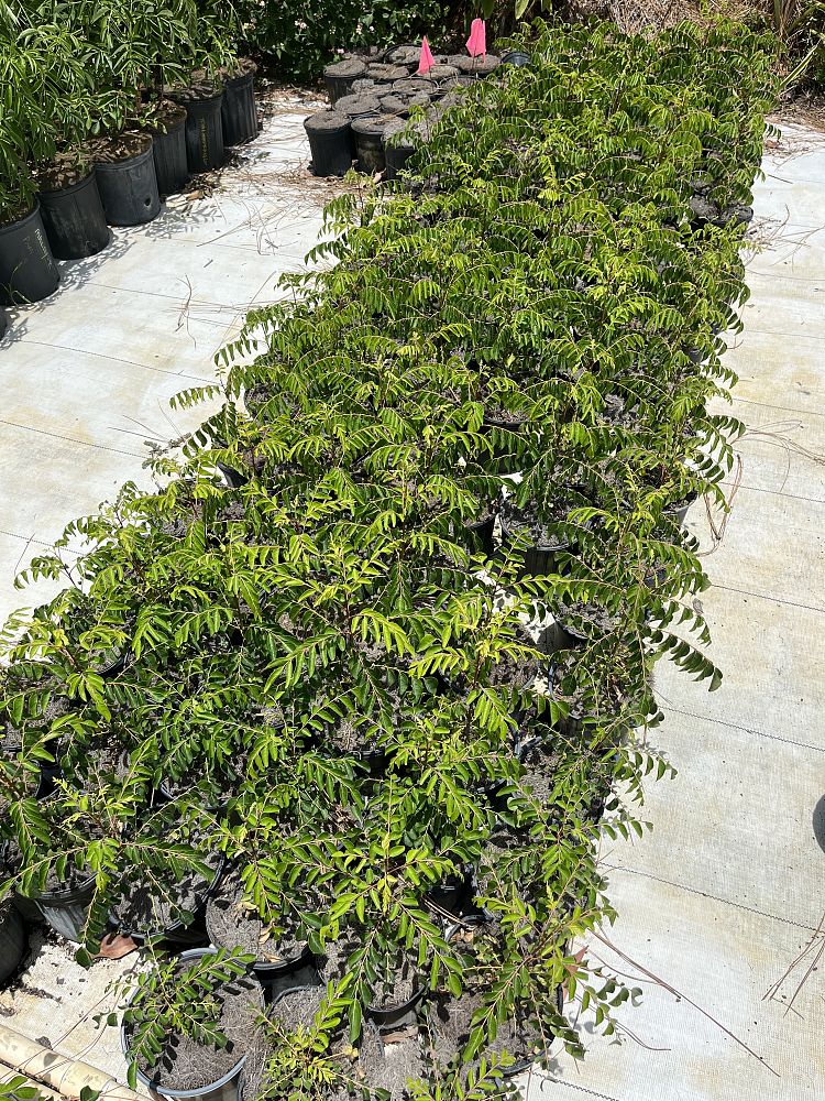 murraya-koenigii-curry-tree