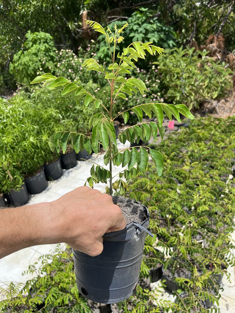 murraya-koenigii-curry-tree