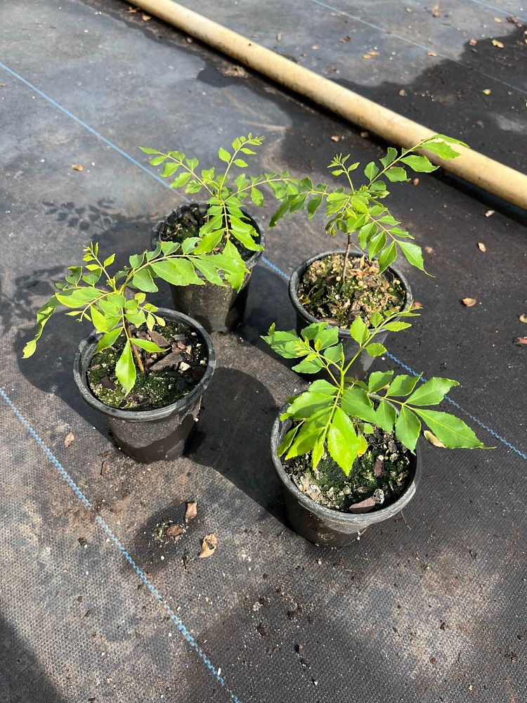 murraya-koenigii-curry-tree