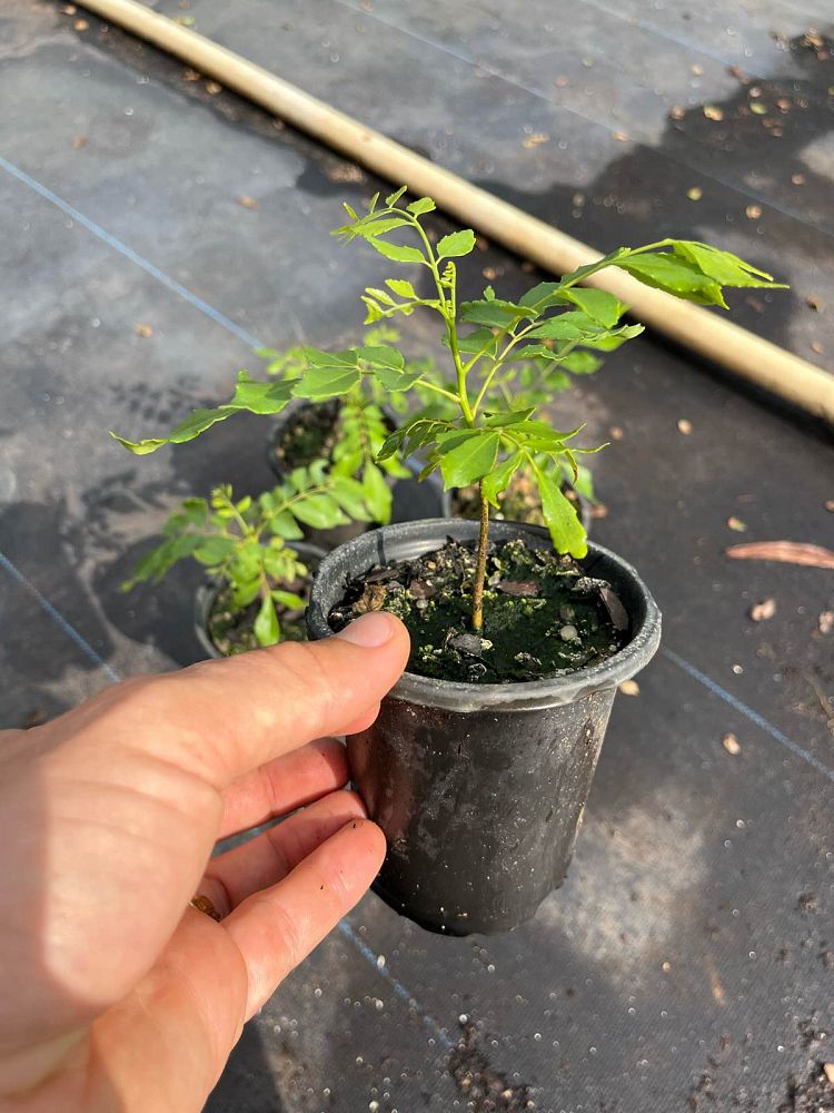 murraya-koenigii-curry-tree
