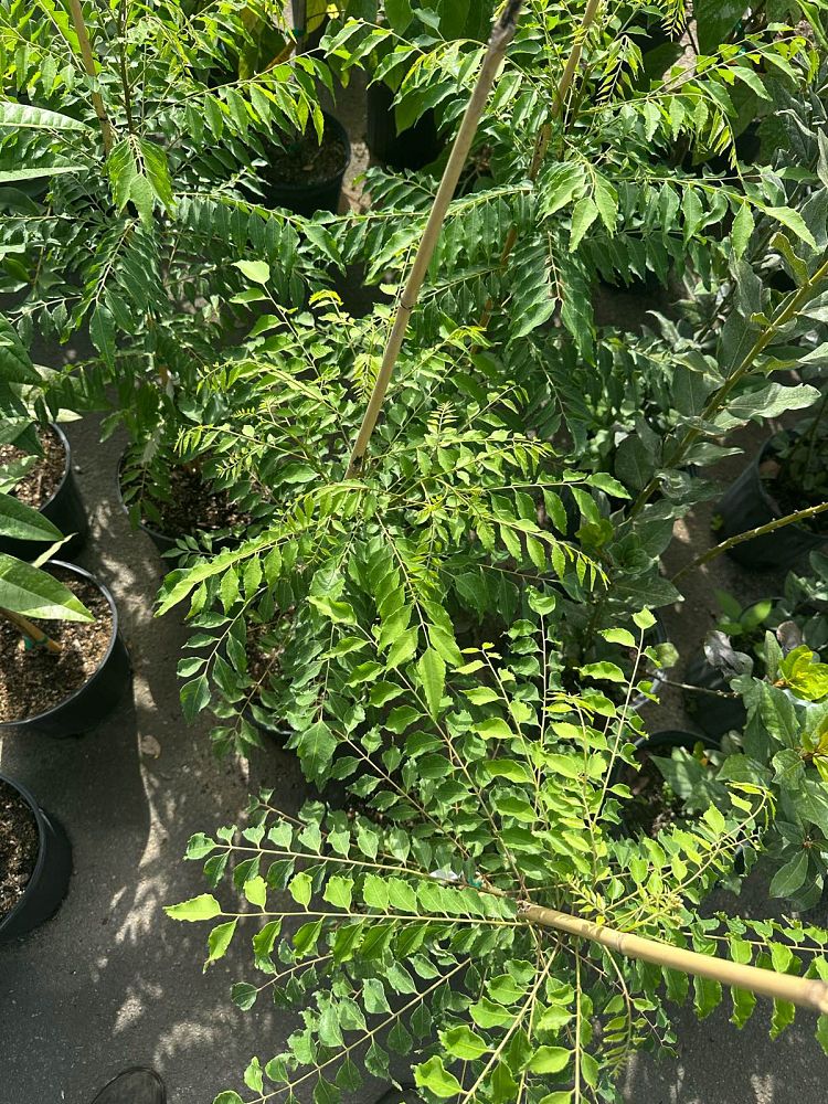 murraya-koenigii-curry-tree