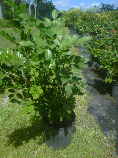 murraya-paniculata-orange-jasmine