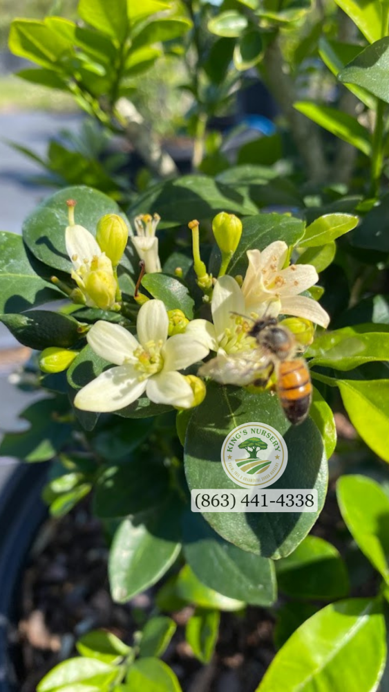 murraya-paniculata-orange-jasmine