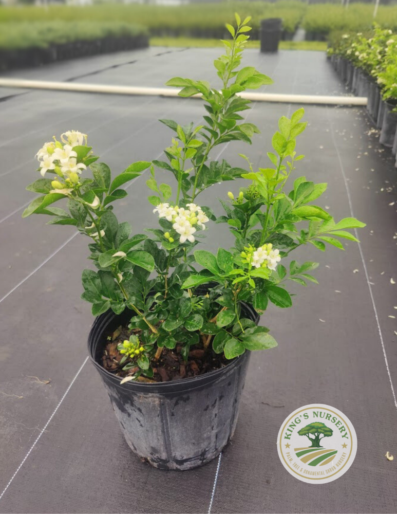 murraya-paniculata-orange-jasmine