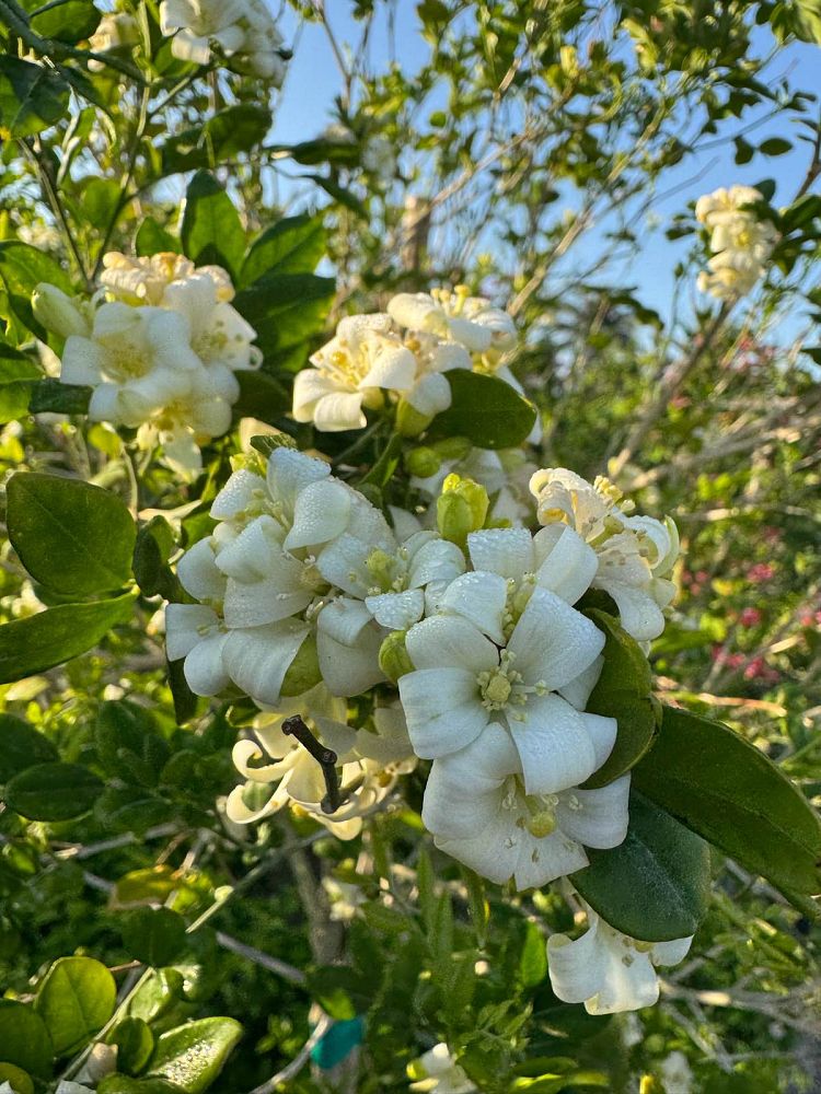 murraya-paniculata-orange-jasmine