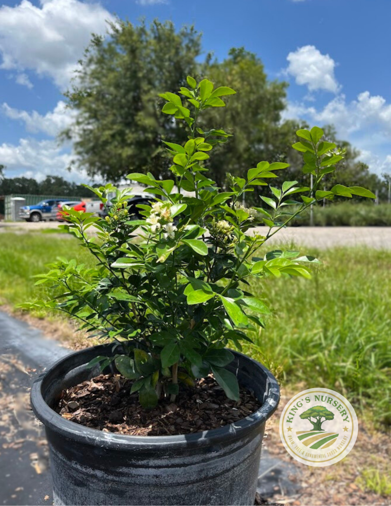 murraya-paniculata-orange-jasmine