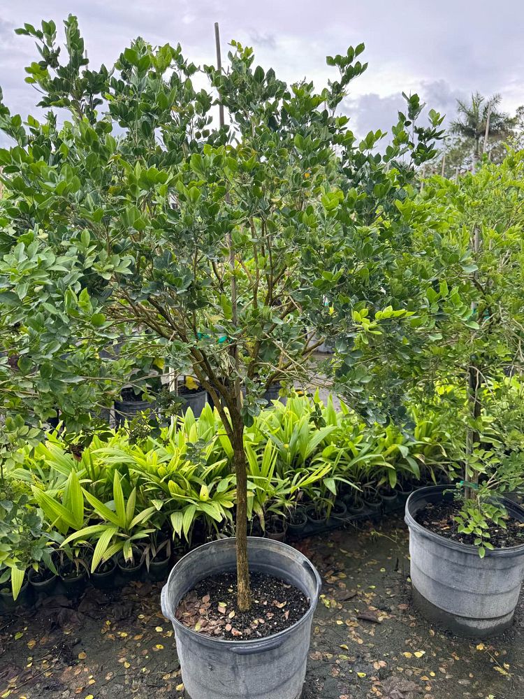 murraya-paniculata-orange-jasmine