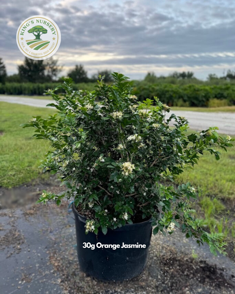 murraya-paniculata-orange-jasmine