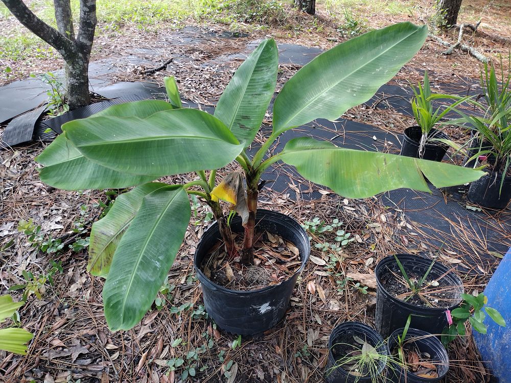 musa-acuminata-banana