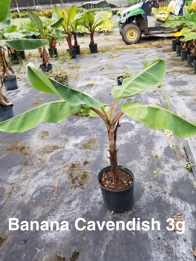 musa-acuminata-cavendish-banana