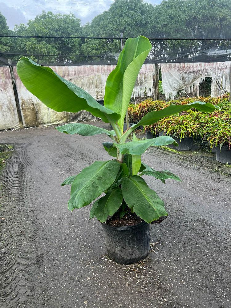 musa-acuminata-cavendish-banana