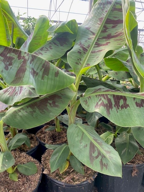 musa-acuminata-cavendish-banana