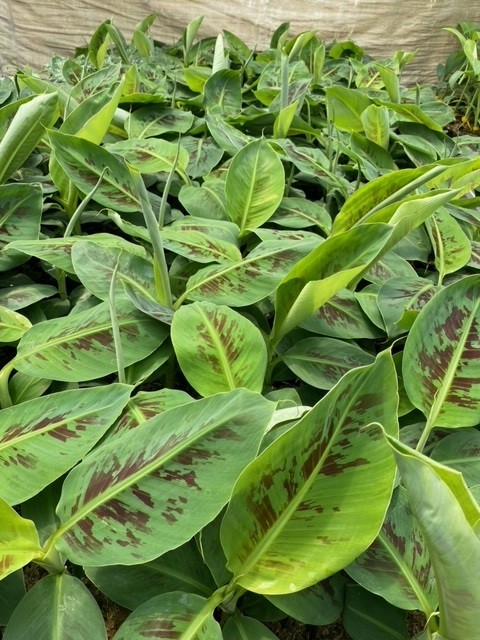 musa-acuminata-cavendish-banana