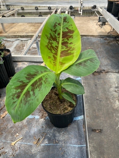 musa-acuminata-cavendish-banana