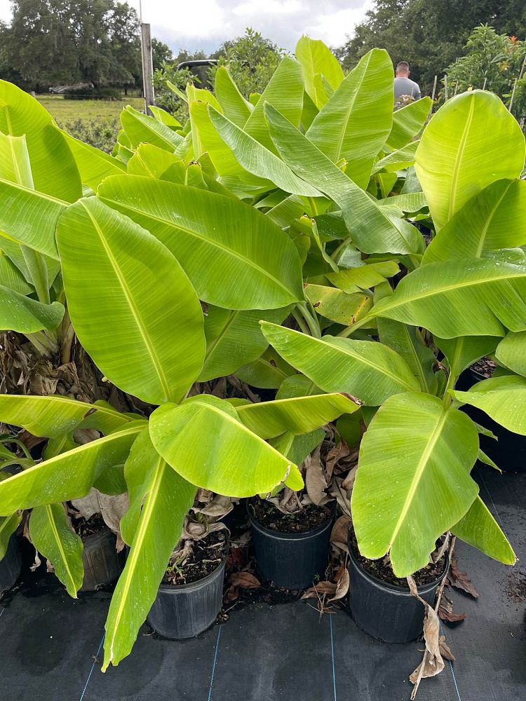 musa-acuminata-cavendish-banana