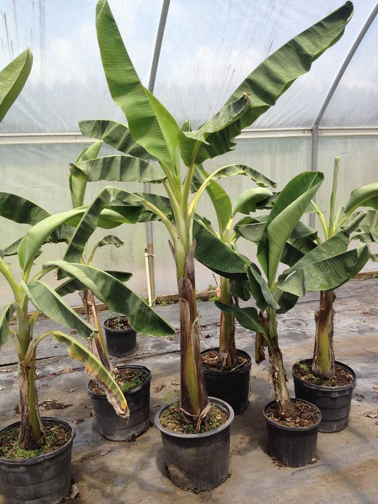 musa-acuminata-dwarf-cavendish-banana