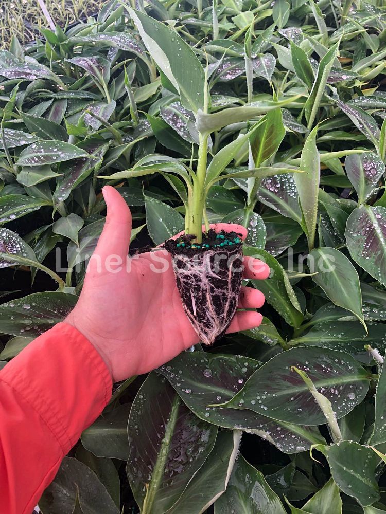 musa-acuminata-dwarf-cavendish-banana