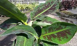 musa-acuminata-dwarf-cavendish-banana