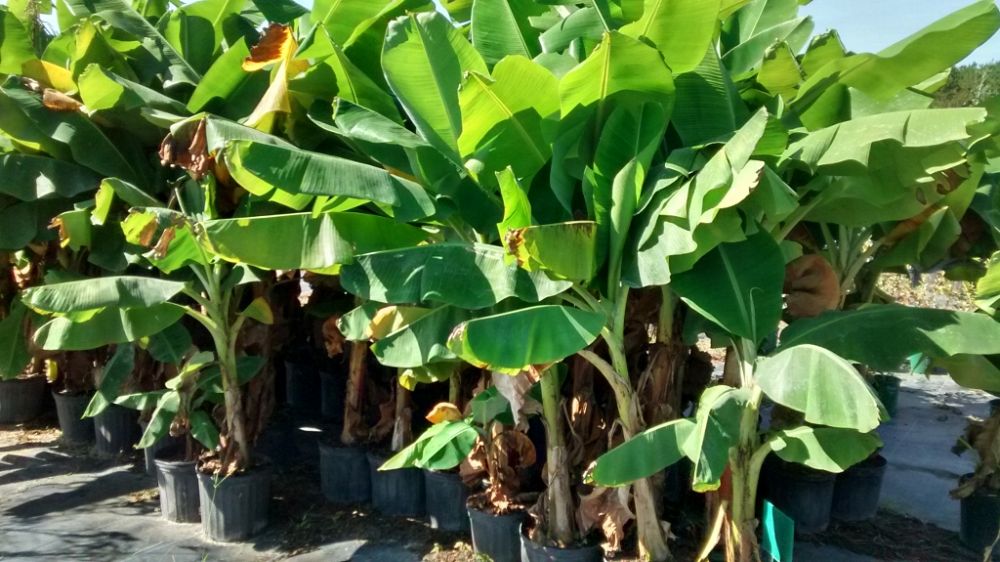 musa-acuminata-dwarf-cavendish-banana
