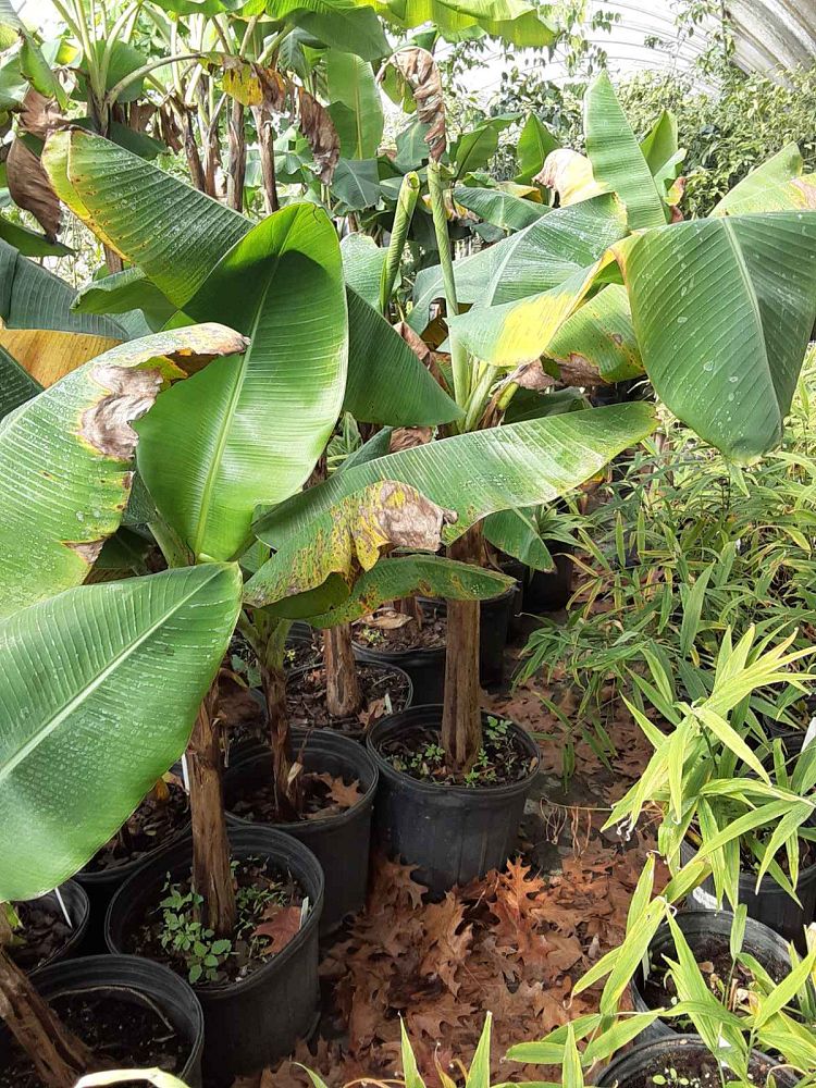musa-acuminata-dwarf-cavendish-banana