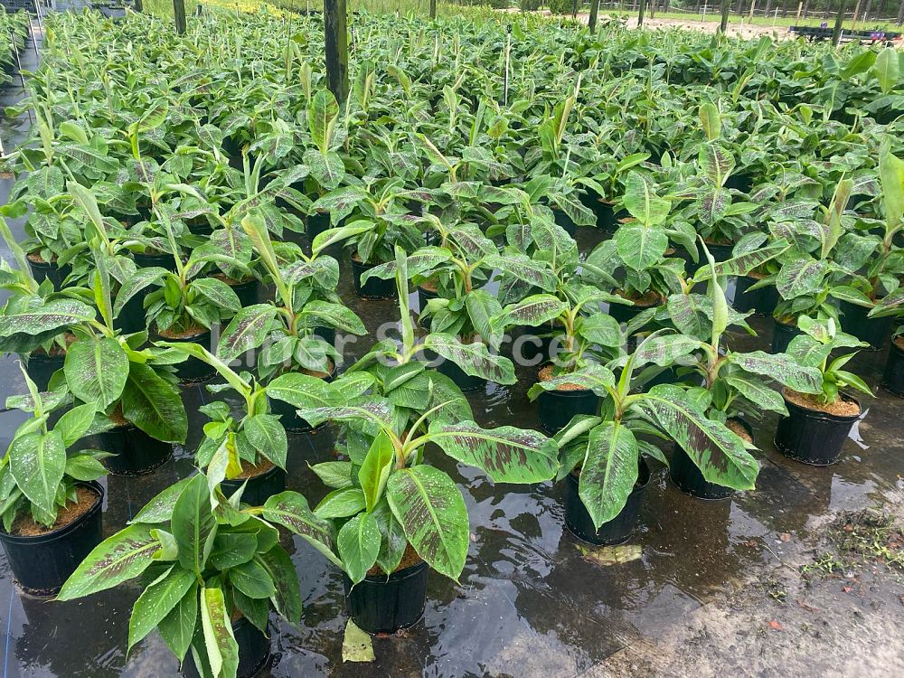 musa-acuminata-dwarf-cavendish-banana