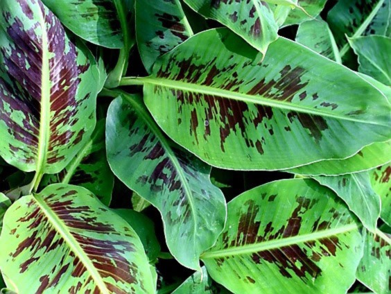 musa-acuminata-dwarf-cavendish-banana