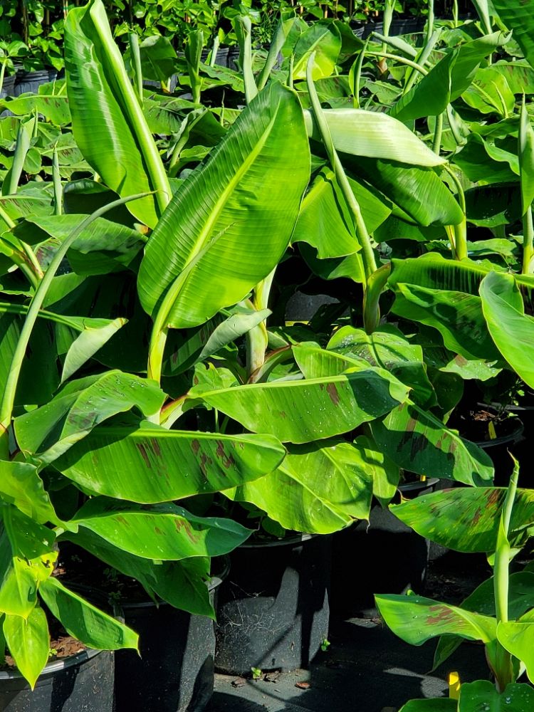 musa-acuminata-dwarf-cavendish-banana