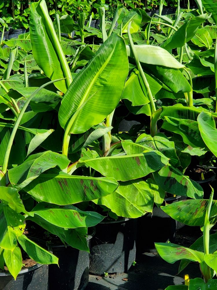 musa-acuminata-dwarf-cavendish-banana